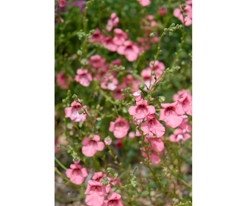 Coral Canyon Twinspur